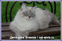 Невские маскарадные вязка