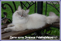 Невские маскарадные вязка