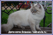 Невские маскарадные вязка