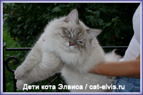 Невские маскарадные вязка