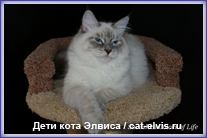 Невские маскарадные вязка