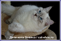 Невские маскарадные вязка