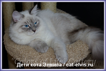 Невские маскарадные вязка