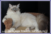 Невские маскарадные вязка