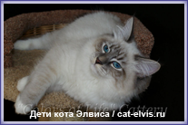 Невские маскарадные вязка