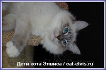 Невские маскарадные вязка