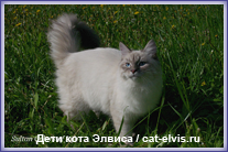 Невские маскарадные вязка