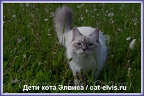 Невские маскарадные вязка