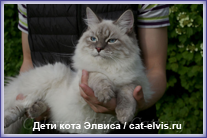 Невские маскарадные вязка