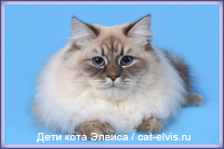 Невские маскарадные вязка
