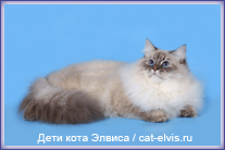 Невские маскарадные вязка