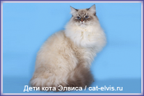 Невские маскарадные вязка