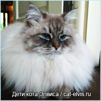 Невские маскарадные вязка