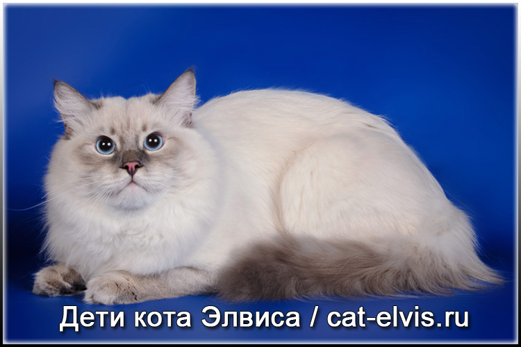 Невские маскарадные вязка