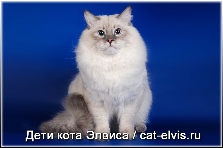 Невские маскарадные вязка