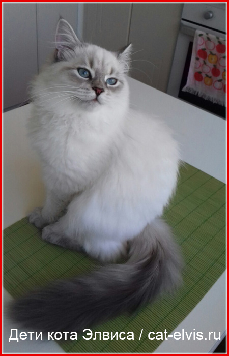 Невские маскарадные вязка