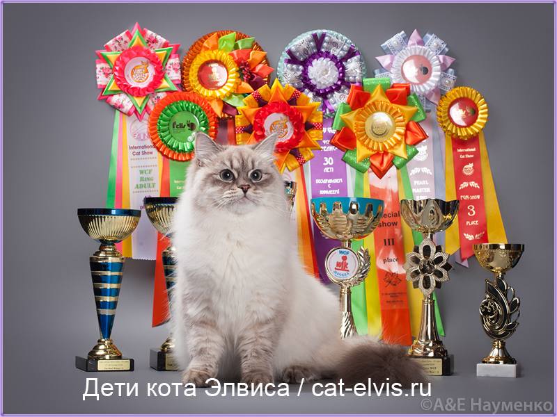 Невские маскарадные вязка