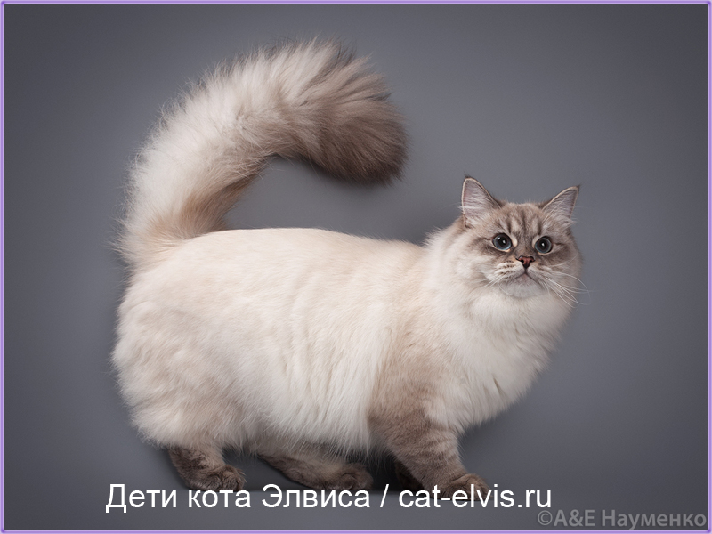 Невские маскарадные вязка