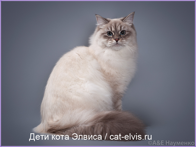 Невские маскарадные вязка