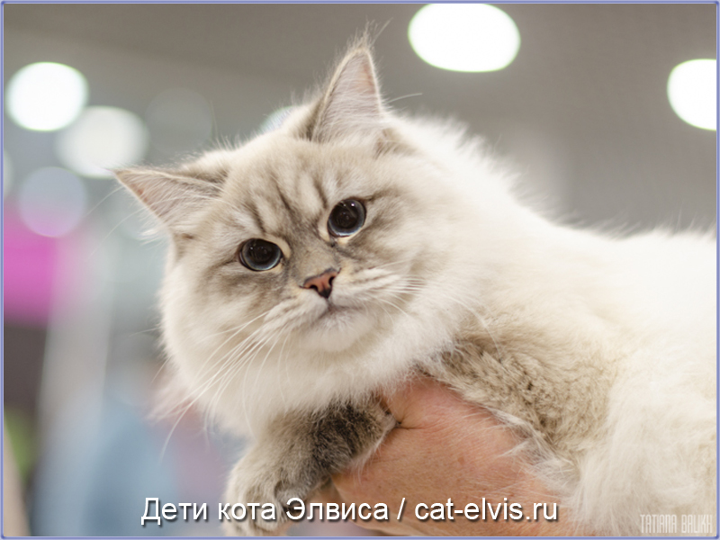 Невские маскарадные вязка