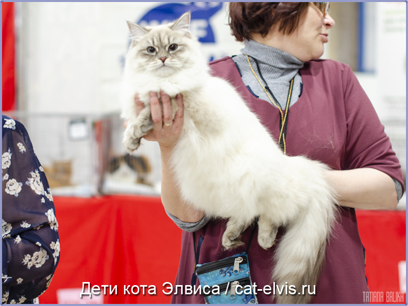 Невские маскарадные вязка