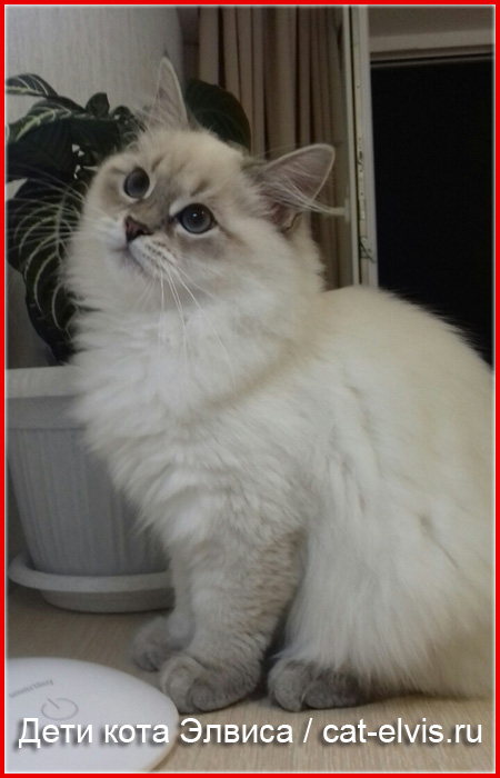 Невские маскарадные вязка