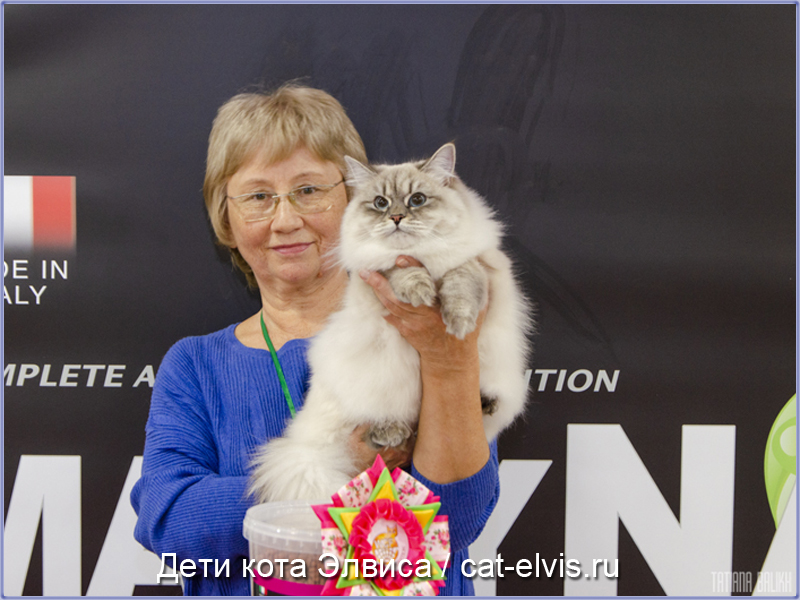Невские маскарадные вязка