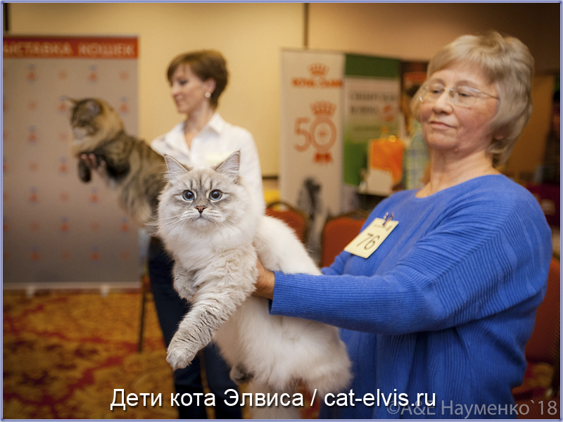 Невские маскарадные вязка