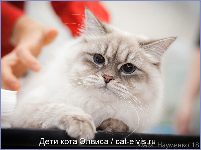 Невские маскарадные вязка