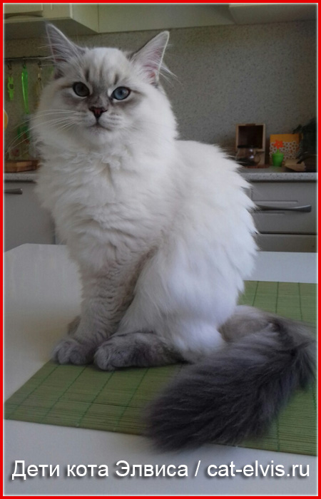 Невские маскарадные вязка