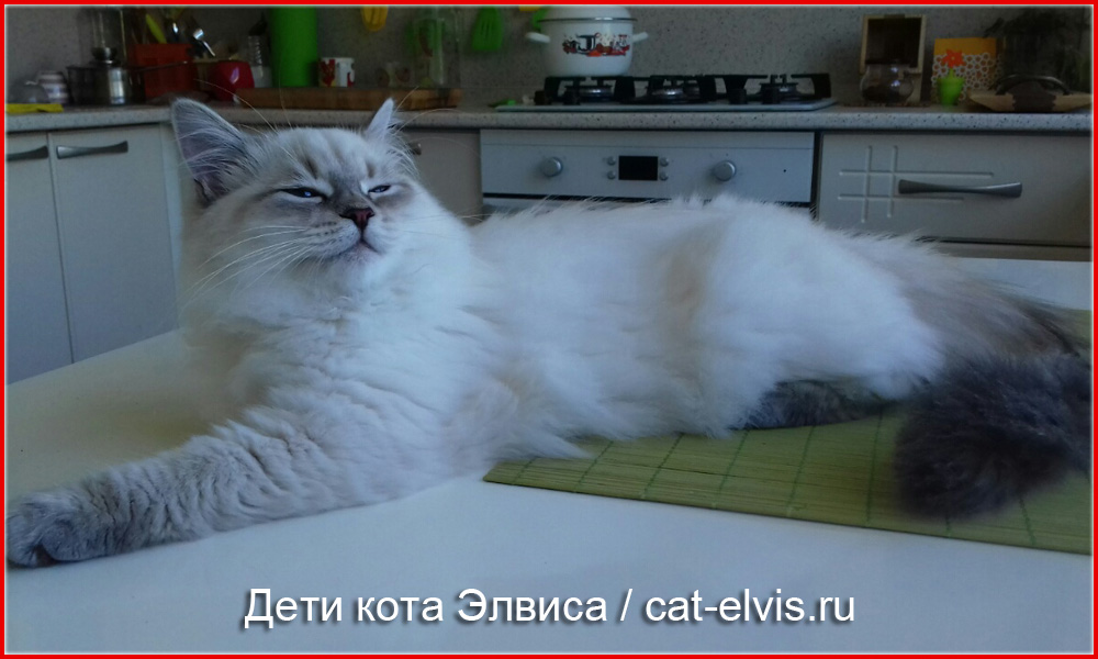 Невские маскарадные вязка