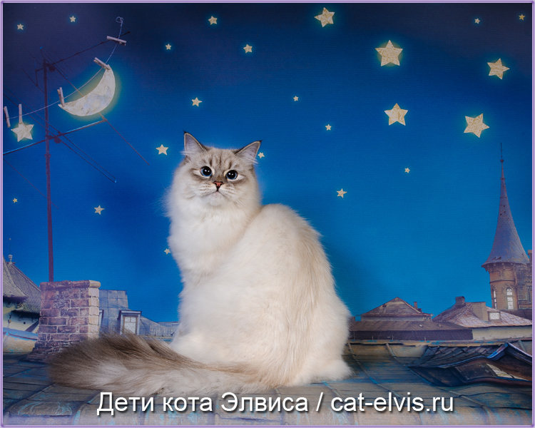 Невские маскарадные вязка