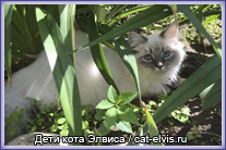 Невские маскарадные вязка