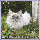 Невские маскарадные вязка