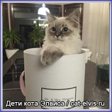 Невские маскарадные вязка