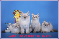 Невские маскарадные вязка