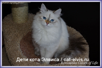 Невские маскарадные вязка
