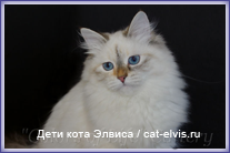 Невские маскарадные вязка