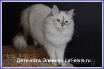 Невские маскарадные вязка