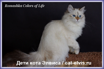 Невские маскарадные вязка