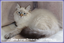 Невские маскарадные вязка