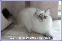 Невские маскарадные вязка