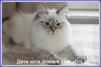Невские маскарадные вязка