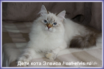 Невские маскарадные вязка