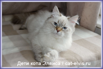 Невские маскарадные вязка