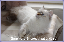 Невские маскарадные вязка