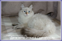 Невские маскарадные вязка