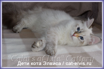 Невские маскарадные вязка