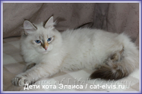 Невские маскарадные вязка