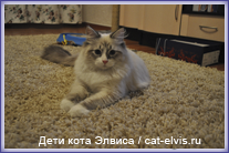 Невские маскарадные вязка